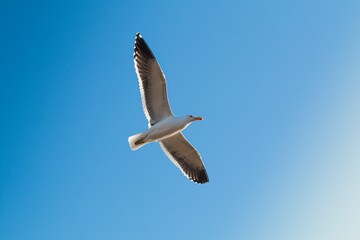 A Kelp gull (Larus dominicanus) flying with a blue sky background