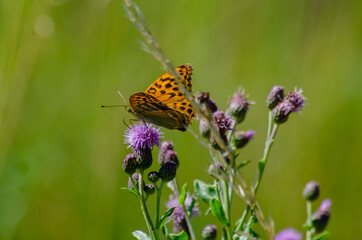 Schmetterlinge im Spätsommer