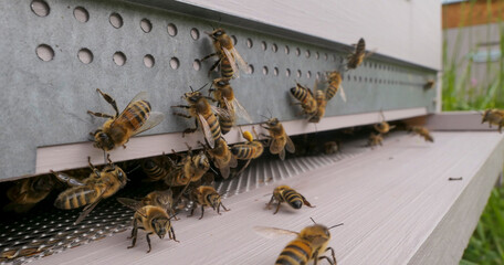 Abeilles buckfast au décollage devant l'entrée de ruche