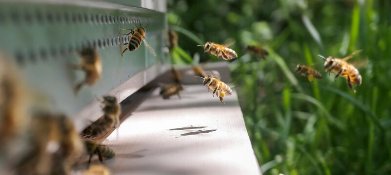 Abeilles r&eacute;coltant le pollen &agrave; l'entr&eacute;e de la ruche