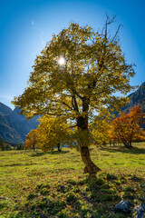 Ahornbaum im Licht der Herbstsonne