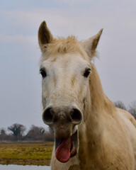 Obraz premium wild horse in the wild