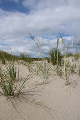 Being isolated in the dunes at Ellenbogen in the North of Sylt close to the village of List 