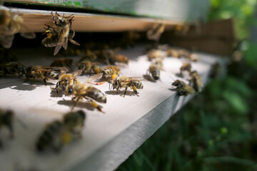 Abeilles récoltant le pollen à l'entrée de la ruche
