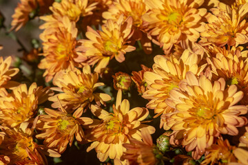 bouquet big yellow and Red chrysanthemums on the street