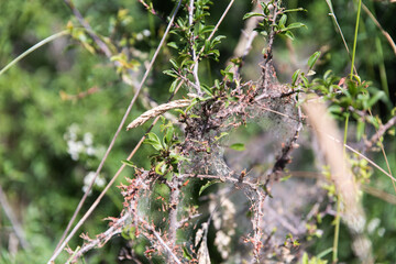 net of apple ermine in blackthorn