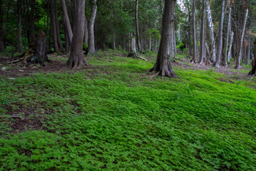 Ancient Cedar Trees in an enchanted forest landscape. 