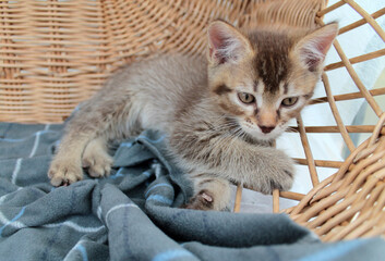 Plakat Touching little grey kitten, british cat feline young
