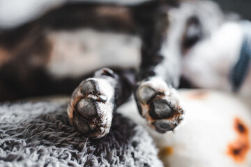 Close-up of black and white brindle Staffordshire bull terrier dog paws as it sleeps stretched out on the sofa