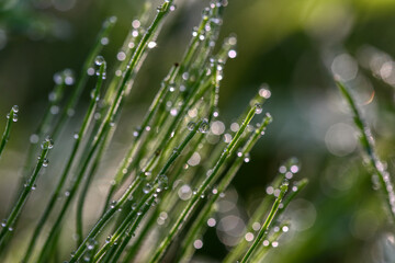 Closeup of morning dew drops on the green grass