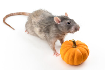cute gray rat stands in front of a pumpkin on an isolated white background