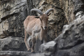 バーバリーシープ