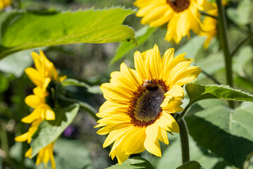 Blühende Sonnenblumen, Klostergarten, Engelberg, Kanton Obwalden. Schweiz