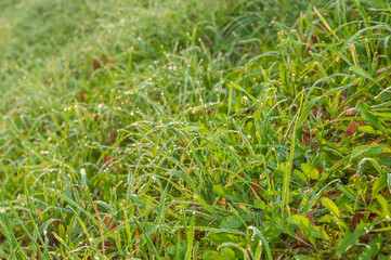 background with grass covered with morning dew at dawn