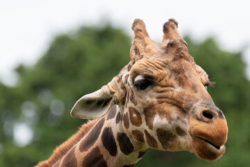 Naklejka premium キリン