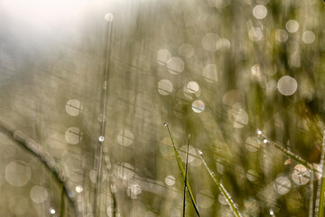 Closeup of morning dew drops on the green grass