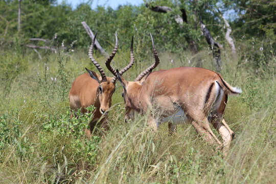 Photo taken in Kruger National Park