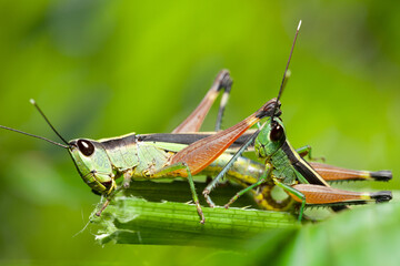 Fototapeta premium grasshopper jump