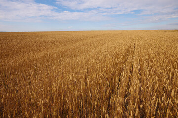 sunny grain field, agriculture, countryside field rye