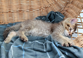 Touching little grey kitten, british cat feline young