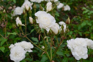 white rose flowers in the garden