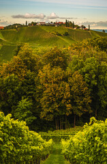 Styrian Tuscany Vineyard in autumn near Eckberg, Gamliz, Styria, Austria