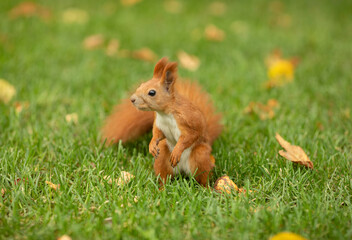Red squirrel in grass in park in autumn.