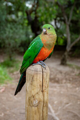 Female Australian King Parrot, Alisterus scapularis, perched on a fence post, Kennett River, Victoria, Australia