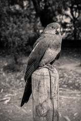 Female Australian King Parrot, Alisterus scapularis, perched on a fence post, Kennett River, Victoria, Australia