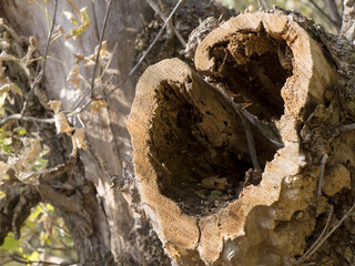 A large hollow of an old tree.