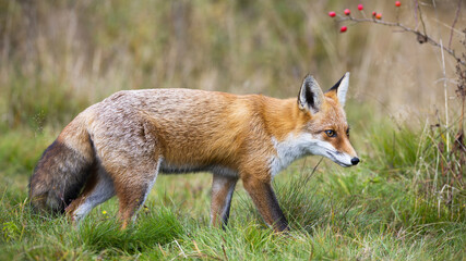 Red fox, vulpes vulpes, walking on fresh meadow in autumn nature. Wild predator moving on green grassland in fall. Orange mammal going in wilderness.
