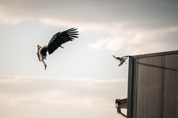 flying stork