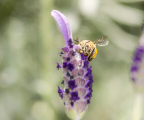 Blue Banded Bee
collecting nectar from a horse tail lavender flower