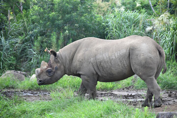 Obraz premium クロサイ