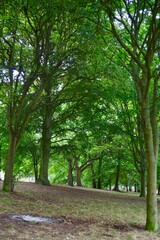 trees in the park