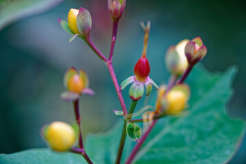 red and yellow flowers