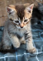 Naklejka na ściany i meble Touching little grey kitten, british cat feline young