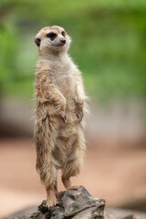meerkat