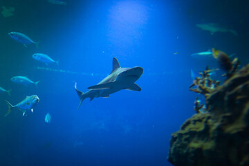 Shark underwater in natural aquarium