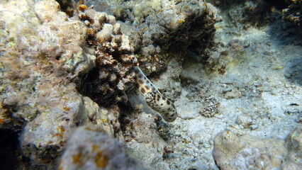 Beautiful fish on the Red Sea reef. 