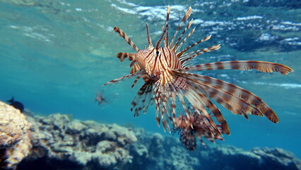 Lion Fish in the Red Sea.