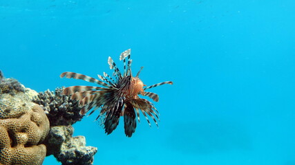 Lion Fish in the Red Sea.