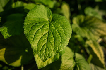 green leaves in the garden