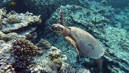 Sea turtles, Great Reef Turtle ,Bissa,

