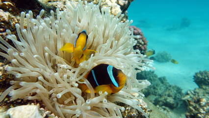 Fototapeta na wymiar Clown fish. amphiprion (Amphiprioninae). Red sea clown fish.