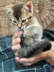 Touching little grey kitten, british cat feline young