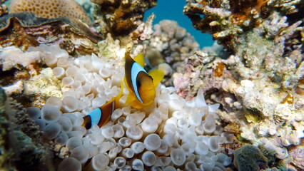 Naklejka na ściany i meble Clown fish. amphiprion (Amphiprioninae). Red sea clown fish.