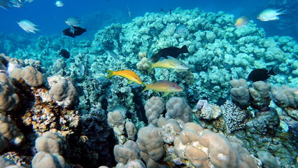 Obraz na płótnie Canvas Beautiful fish on the Red Sea reef. 
