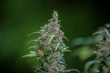 Cannabis flowers and seeds that are ready to harvest Modern medical marijuana concept, world marijuana day