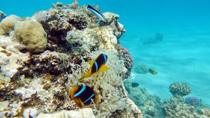 Fototapeta na wymiar Clown fish. amphiprion (Amphiprioninae). Red sea clown fish.